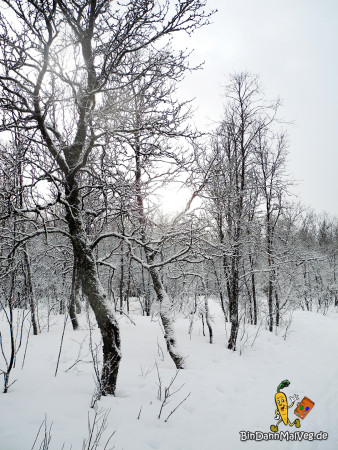 Schneebedeckte Bäume in Tromso